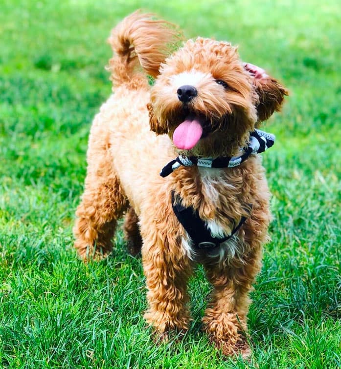 Dog run amenity