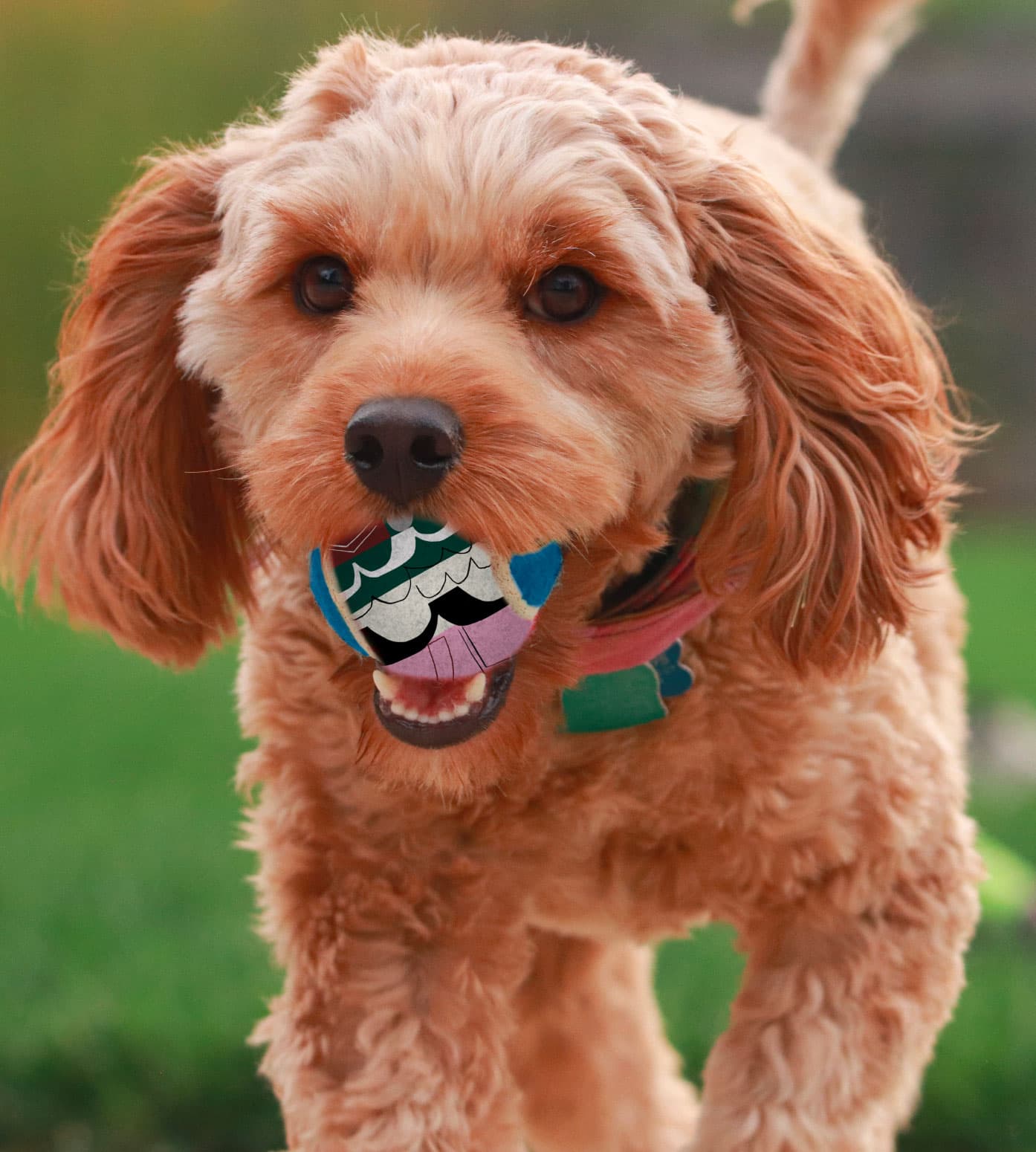 Outdoor Dog Run