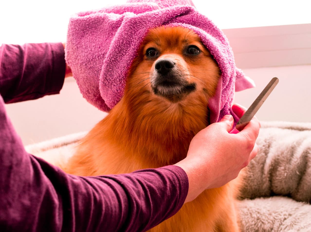 Grooming Service for pets