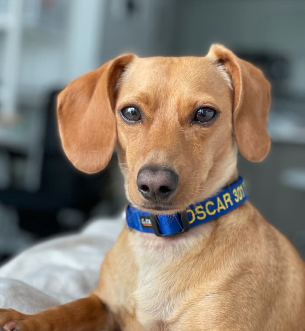 Pet-friendly space