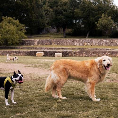 Two dogs at dog park